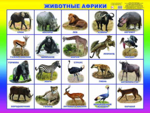 Животные Африки. Плакат А2 Леда