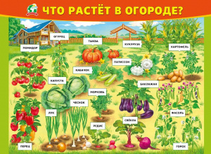 070.968 Что растет в огороде. Плакат А2