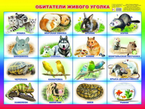 Обитатели живого уголка. Плакат А2 Леда