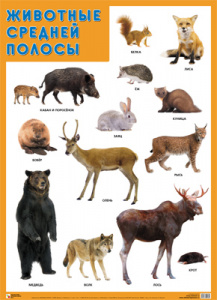 Животные средней полосы. Плакат Мозаика