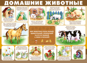 22.048 Домашние животные. Плакат А2