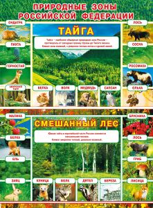 071.391 Природные зоны РФ. Тайга/Смешанный лес. Плакат А2