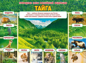 070.231 Природные зоны РФ. Тайга. Плакат А2