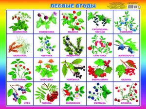 Лесные ягоды. Плакат А2 Леда