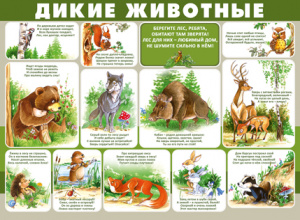 22.050 Дикие животные. Плакат А2