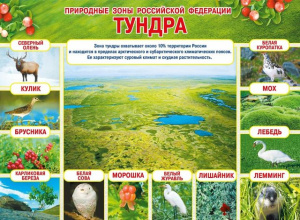 070.234 Природные зоны РФ. Тундра. Плакат А2