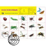 Насекомые. Плакат А2 Сфера