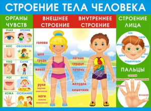 070.970 Строение тела человека. Плакат А2