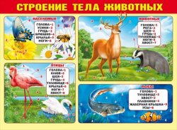 070.417 Строение тела животных. Плакат А2