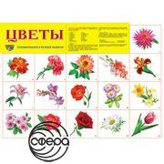 Цветы садовые. Плакат А2 Сфера