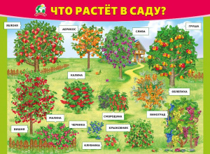 070.967 Что растет в саду. Плакат А2
