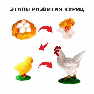 Этапы развития курицы. Обучающий набор
